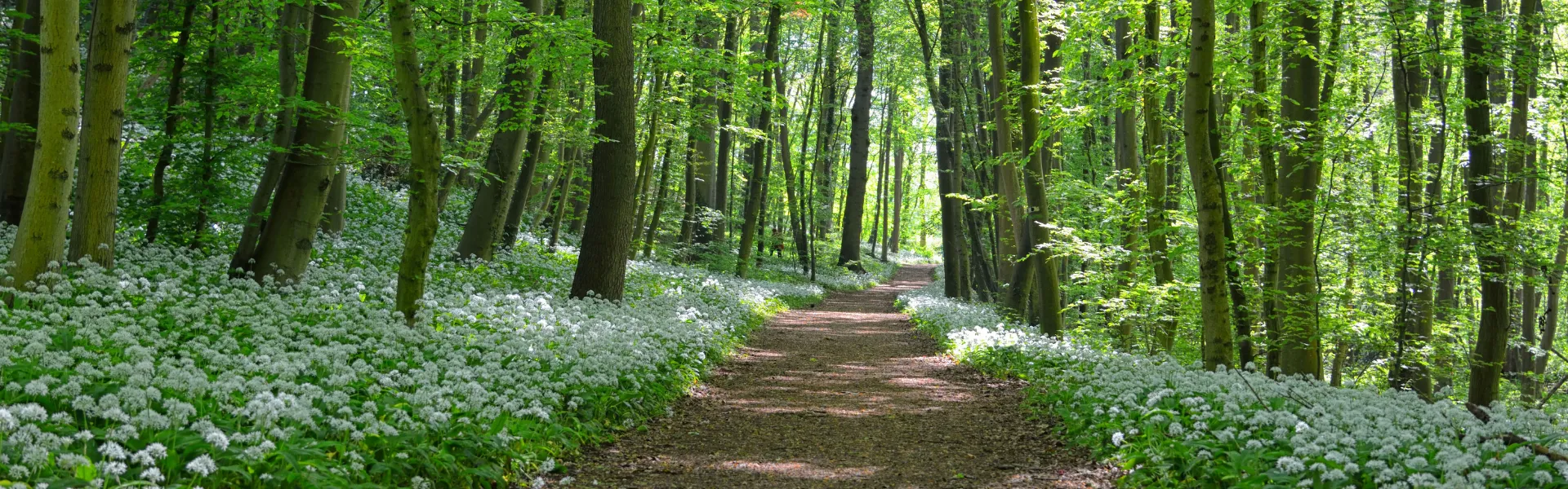 Sunlit forest trail representing natural health